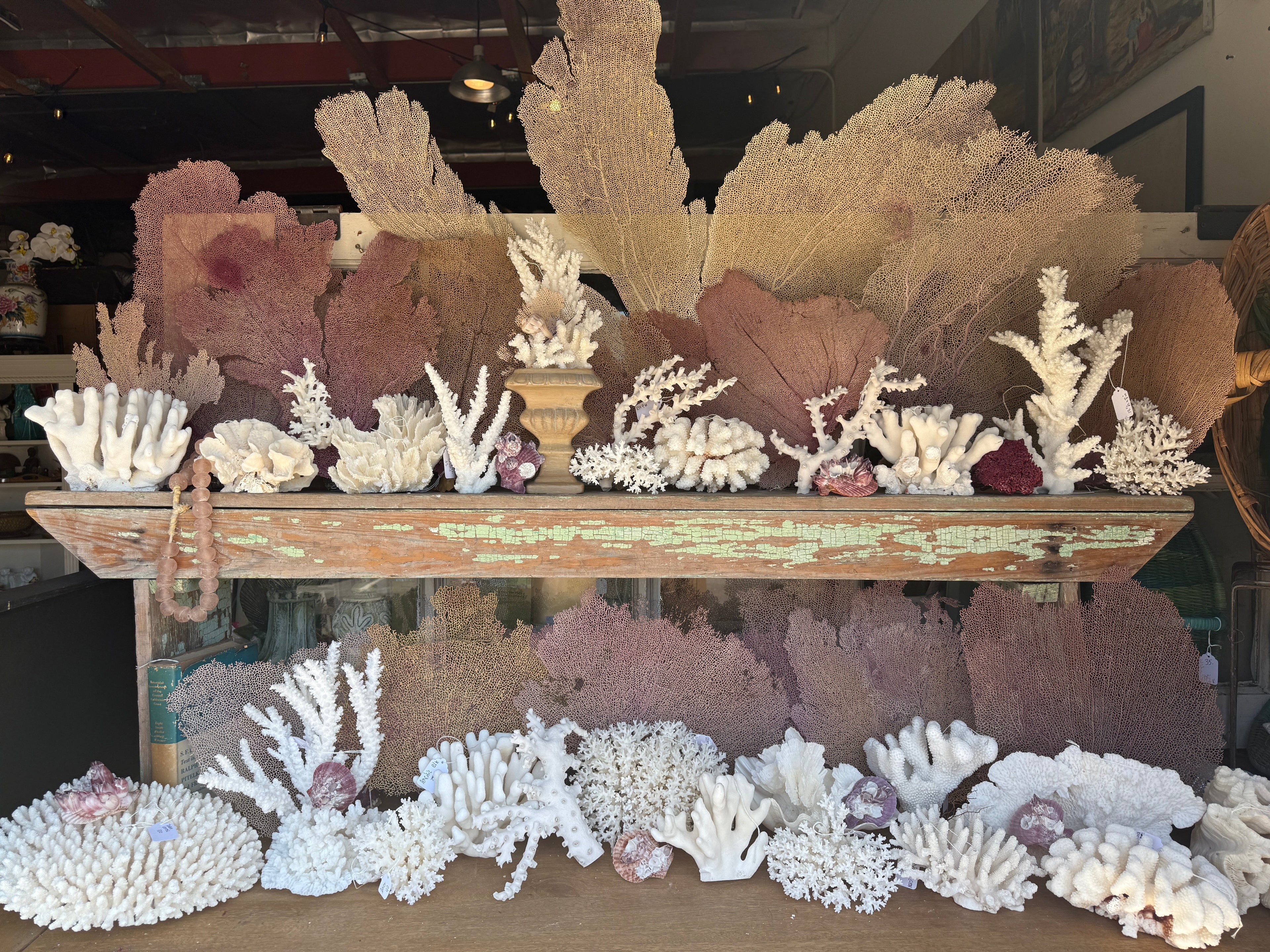 Sea Fans