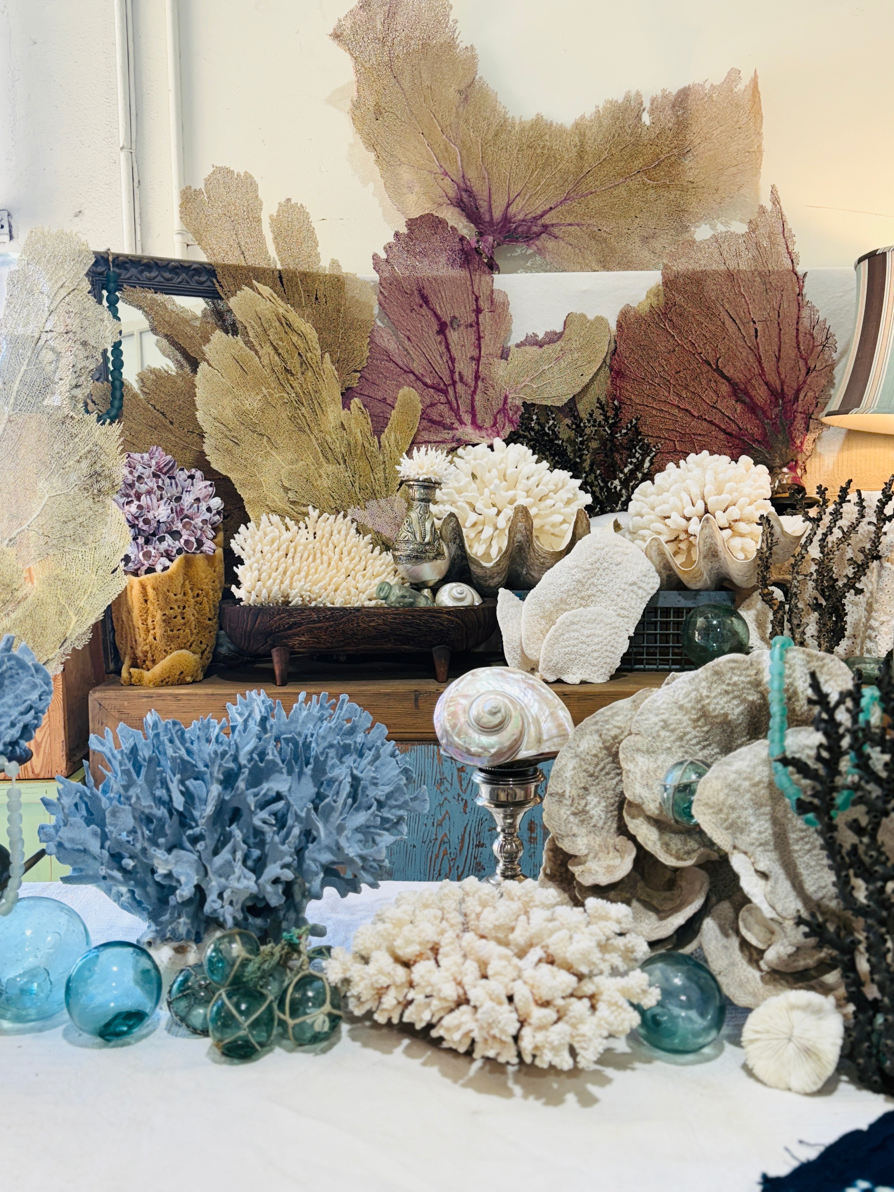 Coral