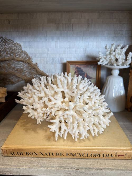 Large White Branching Coral Specimen