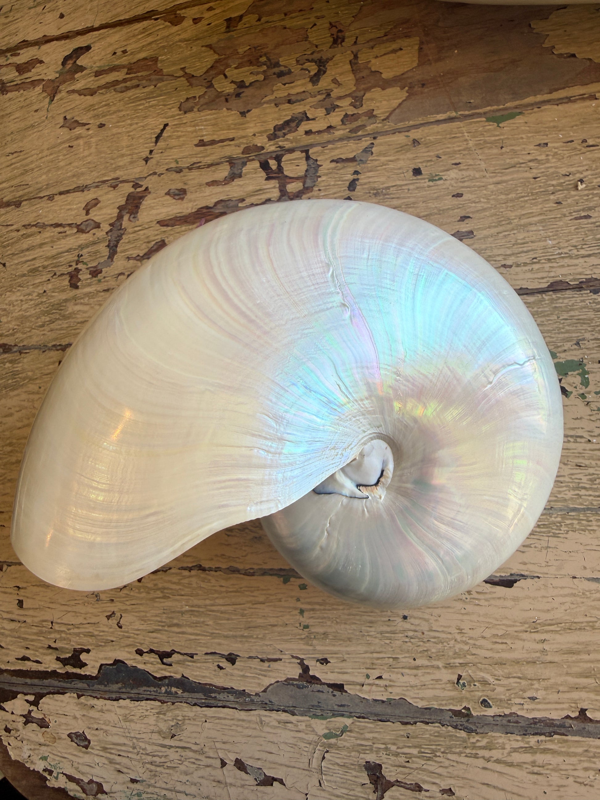 XL Full Nautilus Shell