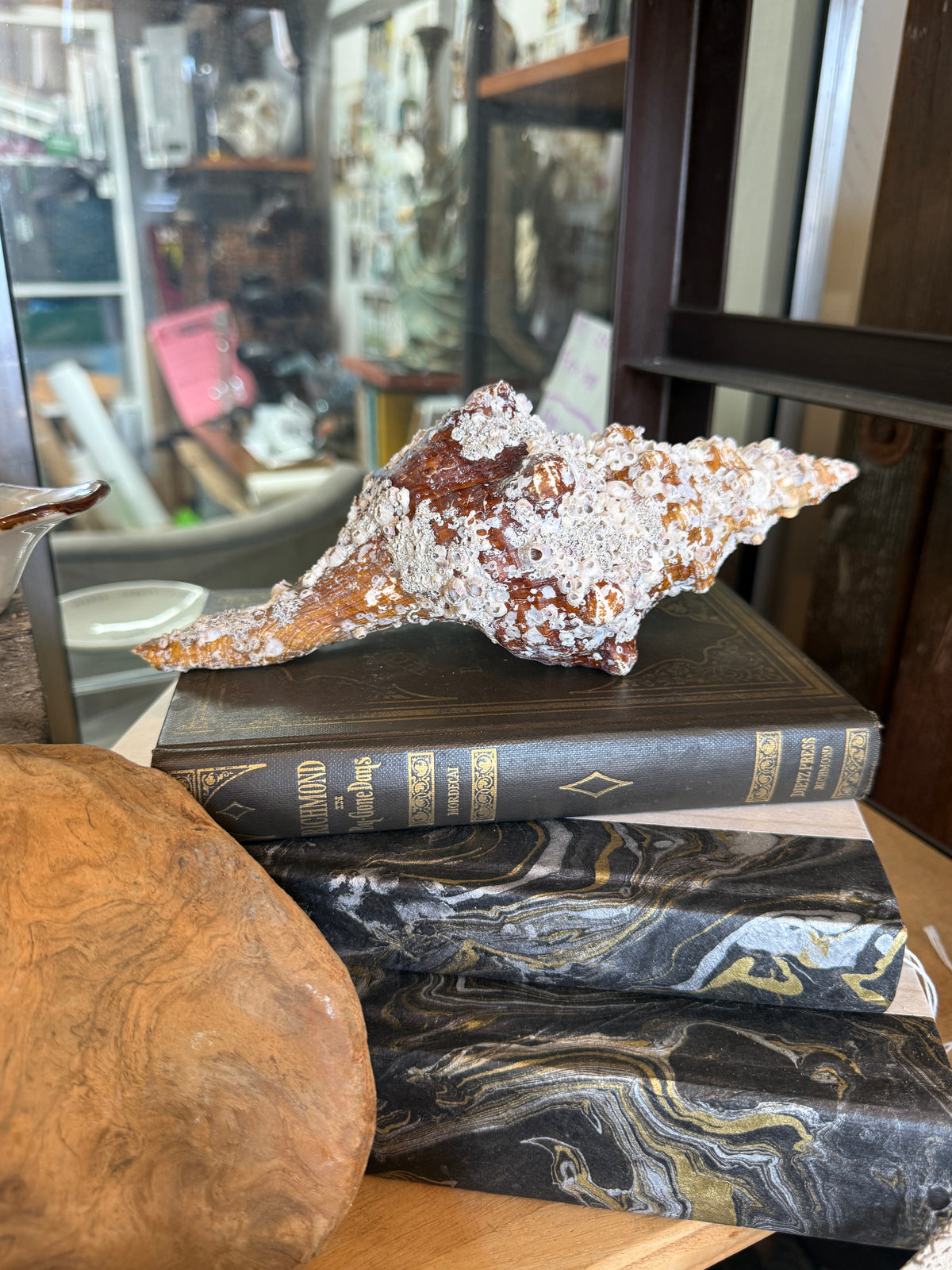 Barnacle encrusted Brown Horse Conch Shell