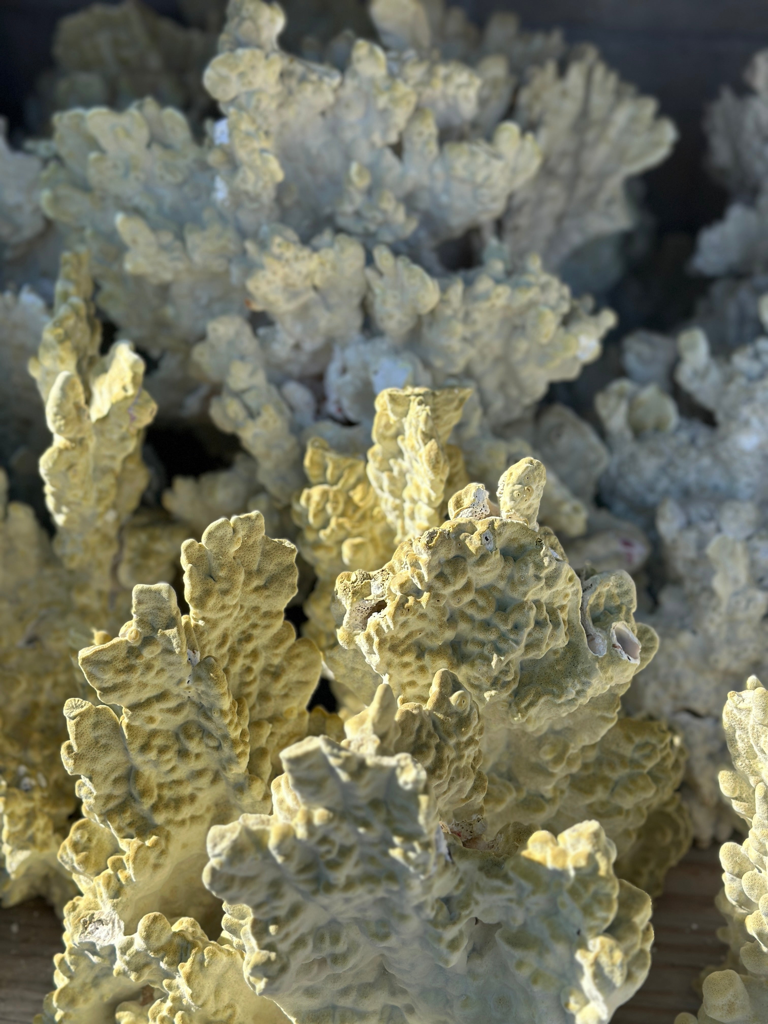 Coral