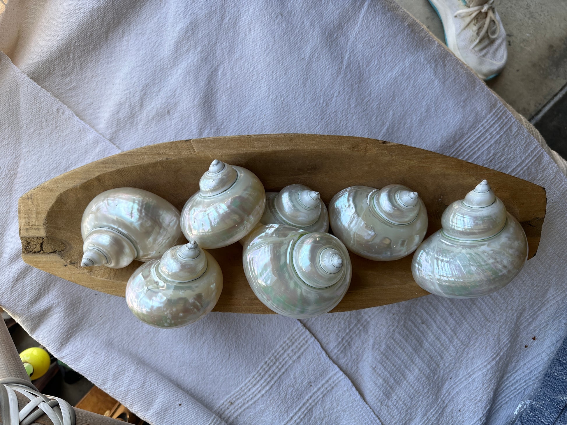 Large Pearl Turbo Shell