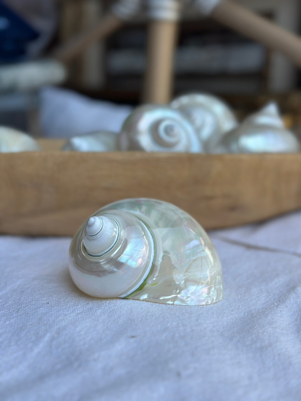 Large Pearl Turbo Shell