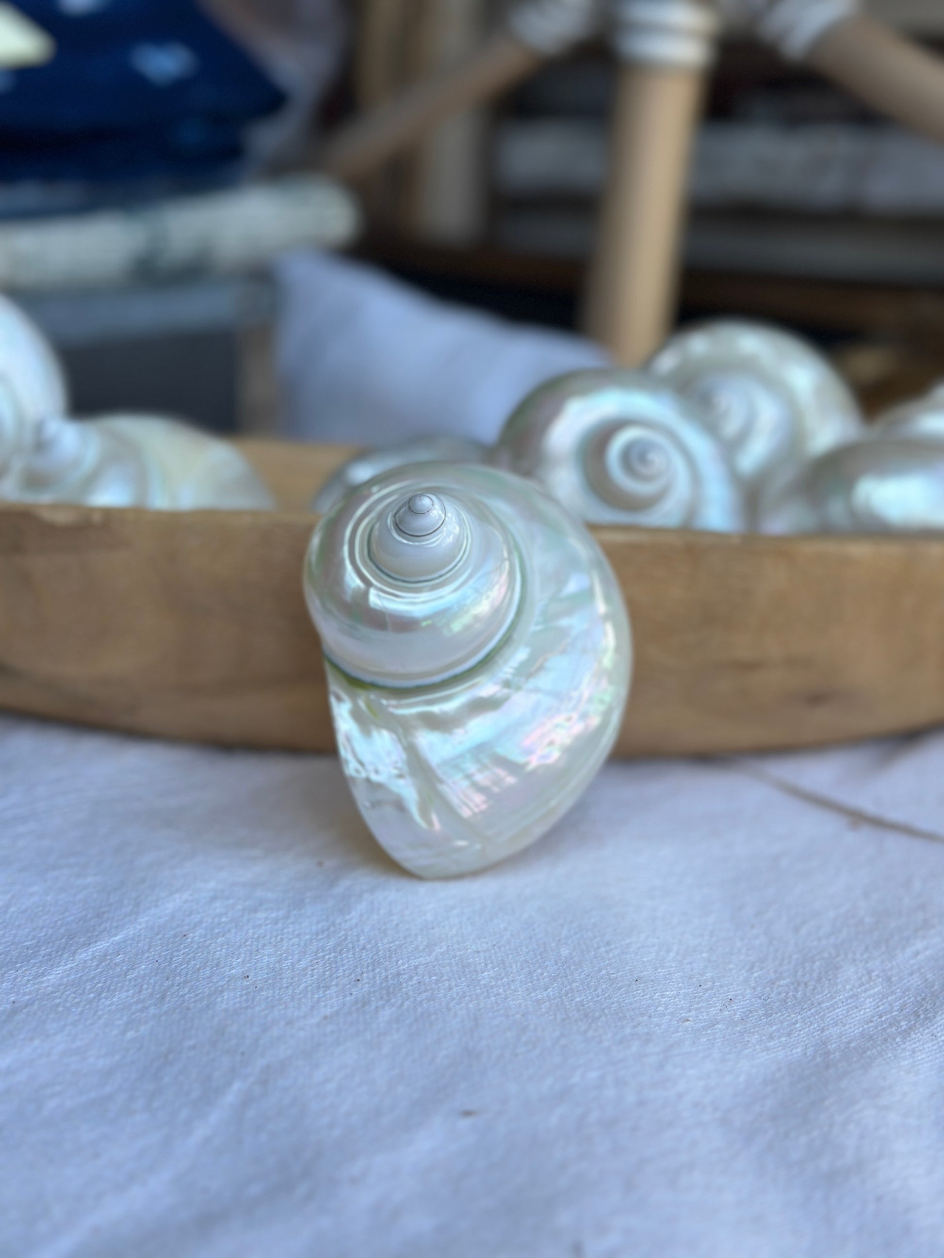 Large Pearl Turbo Shell