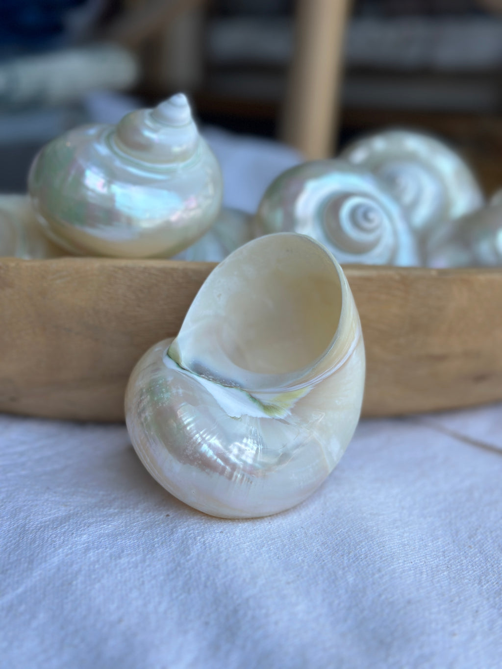 Large Pearl Turbo Shell