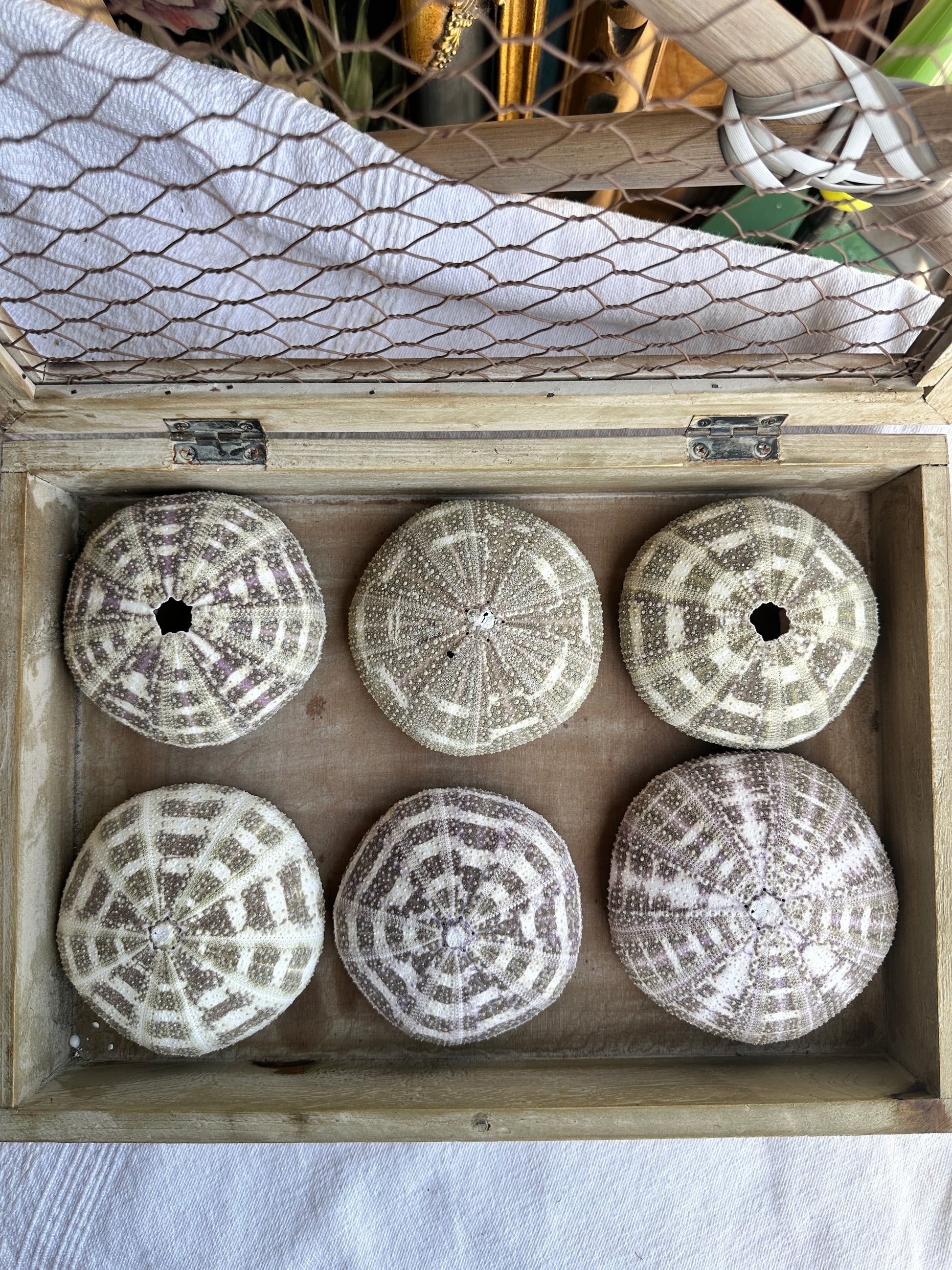 Alfonso Sea Urchins