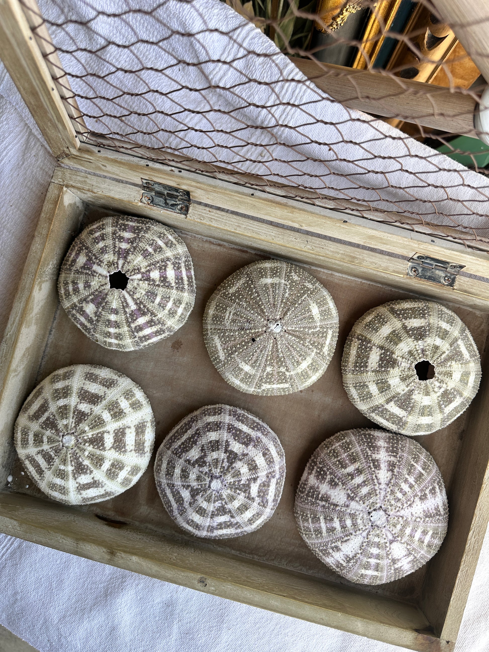 Alfonso Sea Urchins