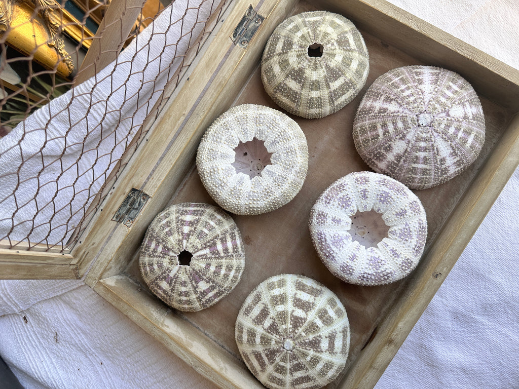 Alfonso Sea Urchins