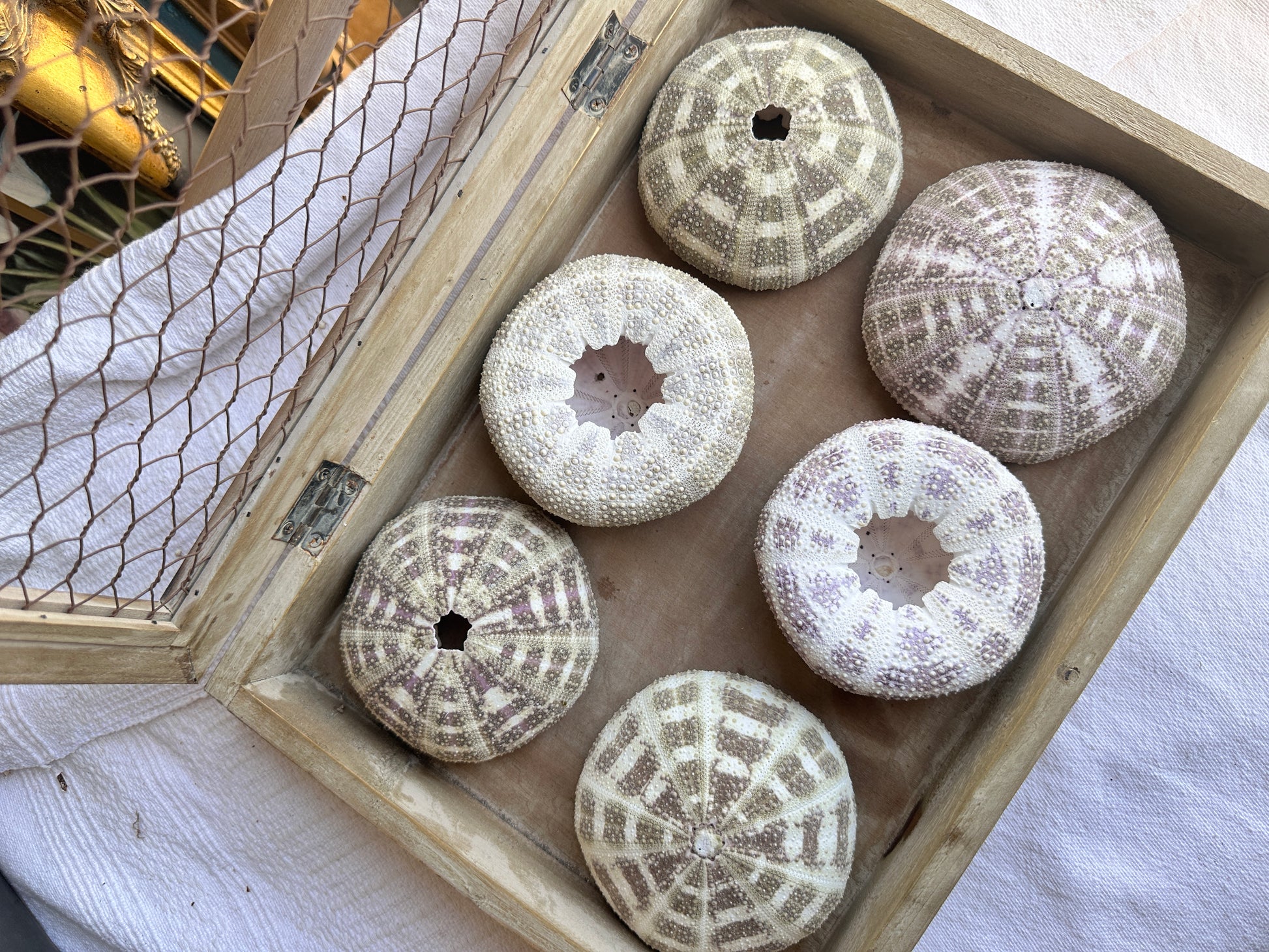 Alfonso Sea Urchins