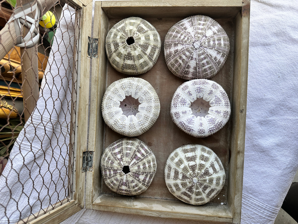 Alfonso Sea Urchins