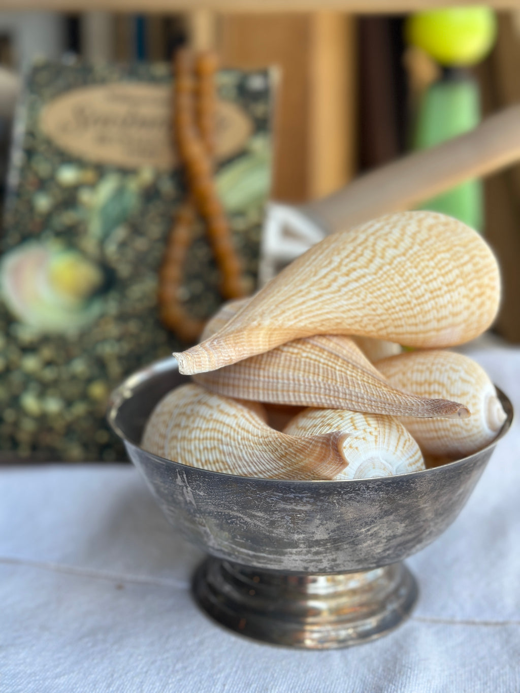 Ficus Shell