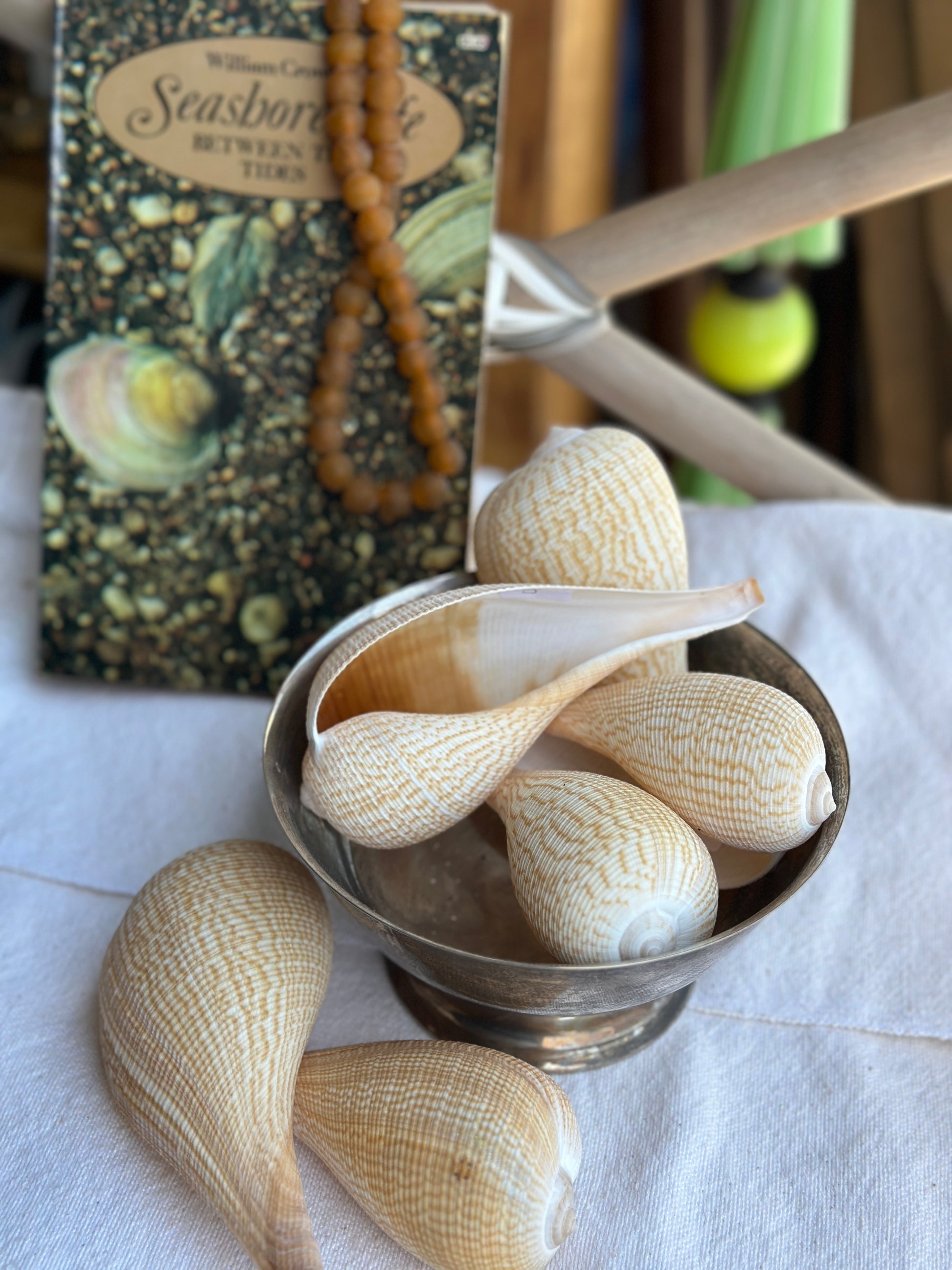 Ficus Shell