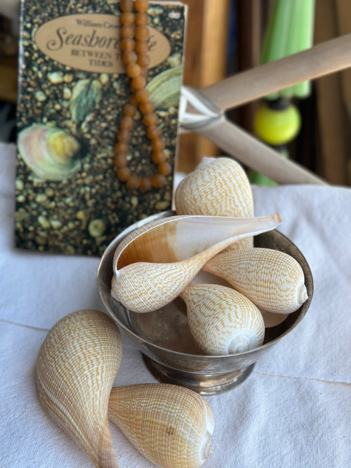 Ficus Shell