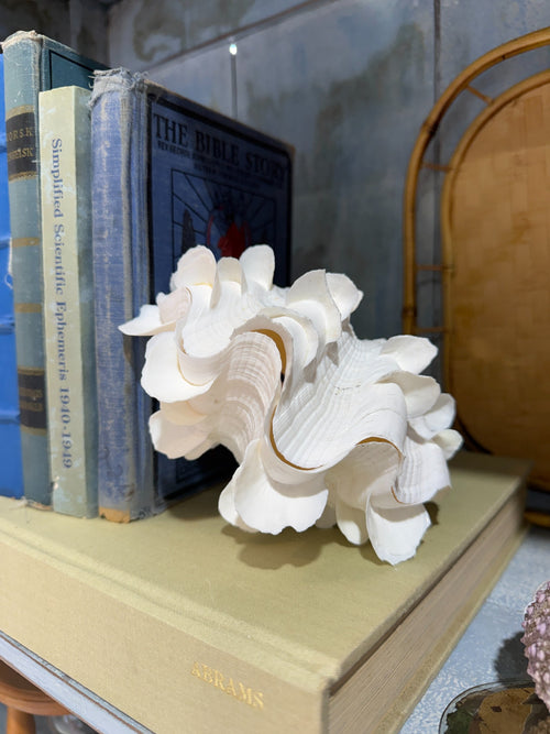 Large White Fluted Clam Shell Decorative Specimen
